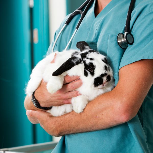 pet wellness exams A vet holding a rabbit